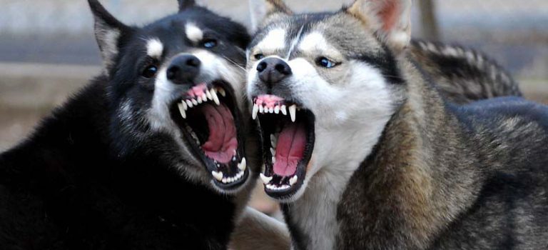   گاز گرفتگی حیوانات