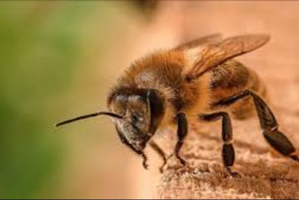 عوارض و فواید نیش زنبور
