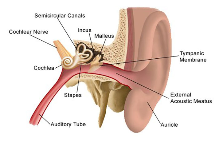 اختلالات گوش